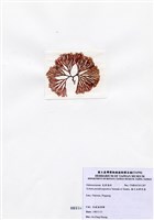 藏品(擬日本鮮奈藻)的圖片